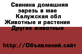 Свинина домашняя зарезь в мае - Калужская обл. Животные и растения » Другие животные   